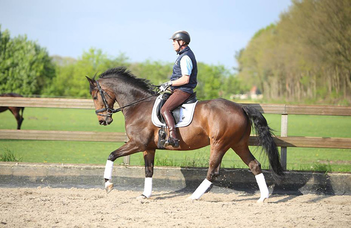 Maashorst Stables - Dressuur